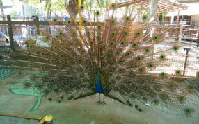 しろとり動物園にて動物にえさをあげたり、ふれあったりしました。