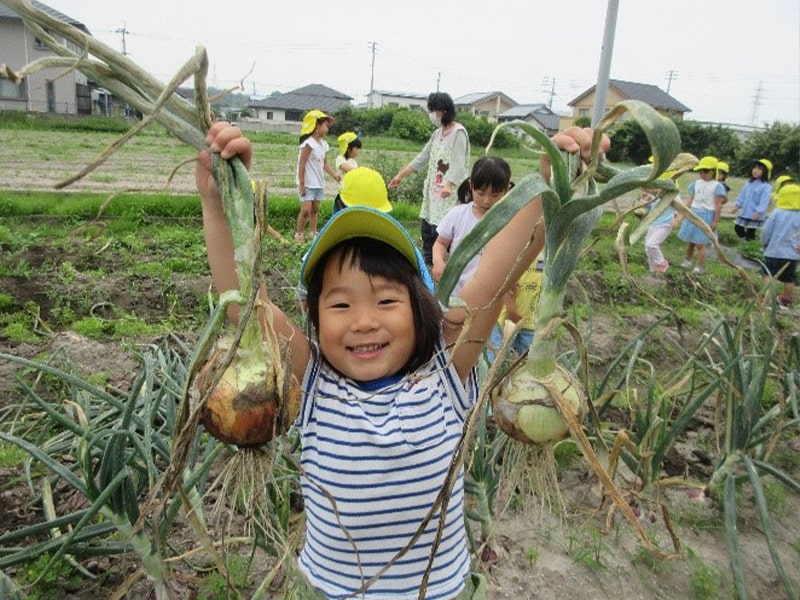 玉ねぎの収穫